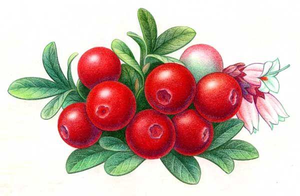 red whortleberry