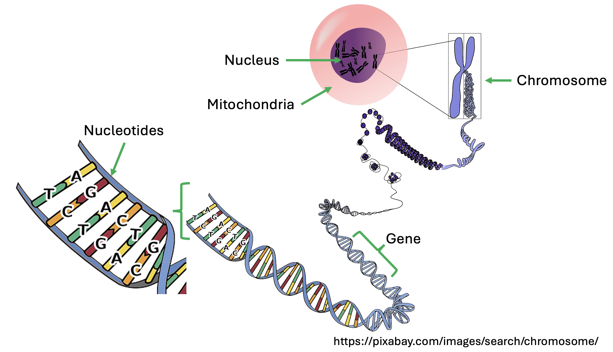 fig-2-cell-diagram
